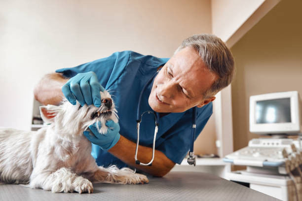Best Emergency Dental Care for Trauma or Injury in North Ridgeville, OH